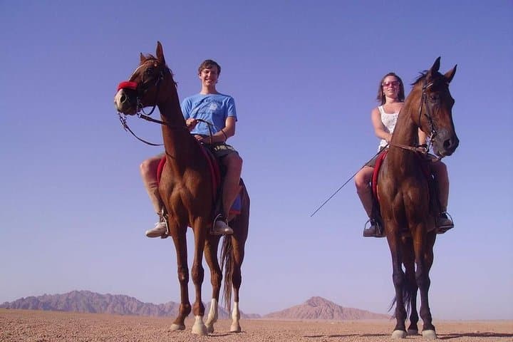 Horse Riding in Dahab: Blue Lagoon, Desert & Beach Tours