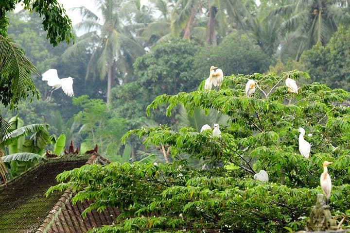 Ubud Half-Day: Monkey Forest, Art Market & Petulu White Herons photo 3
