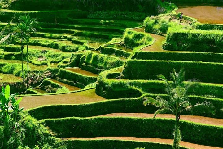 Custom Private Bali Shore Excursion — Ubud Temples, Waterfalls & Beaches in One Day photo 3
