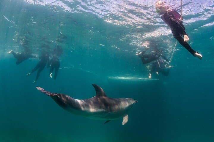 Sorrento Dolphin & Seal Snorkel: Swim with Port Phillip’s Wild Marine Life