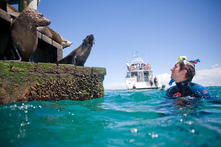 Sorrento Dolphin & Seal Snorkel: Swim with Port Phillip’s Wild Marine Life photo 2