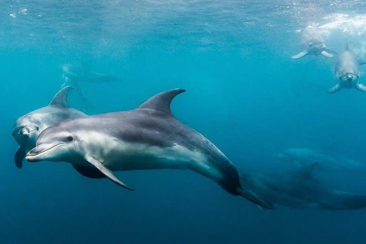 Private 2-Hour Dolphin, Seal & Seadragon Swim Charter — Mornington Peninsula