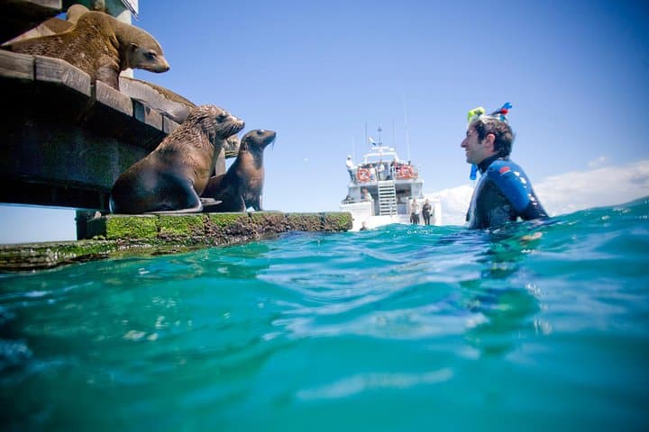 Private 2-Hour Dolphin, Seal & Seadragon Swim Charter — Mornington Peninsula photo 2