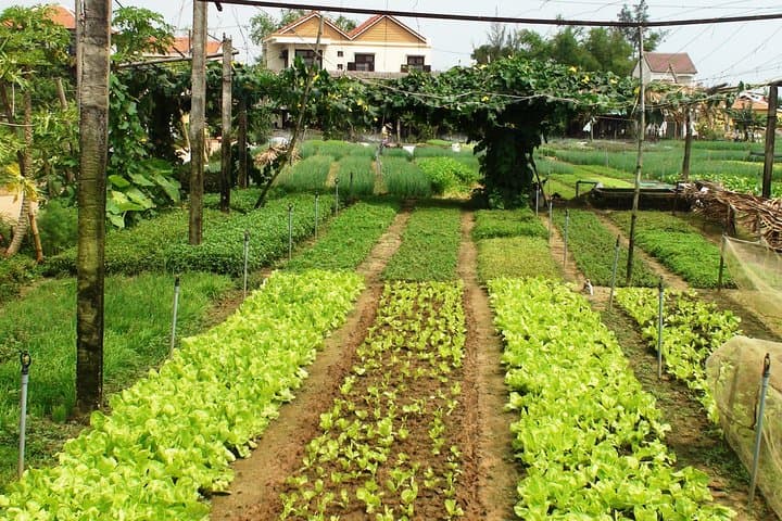 Tra Que Bike Tour & Hoi An Lantern Making Workshop: Cycling, Farming and Crafting in One Morning photo 2