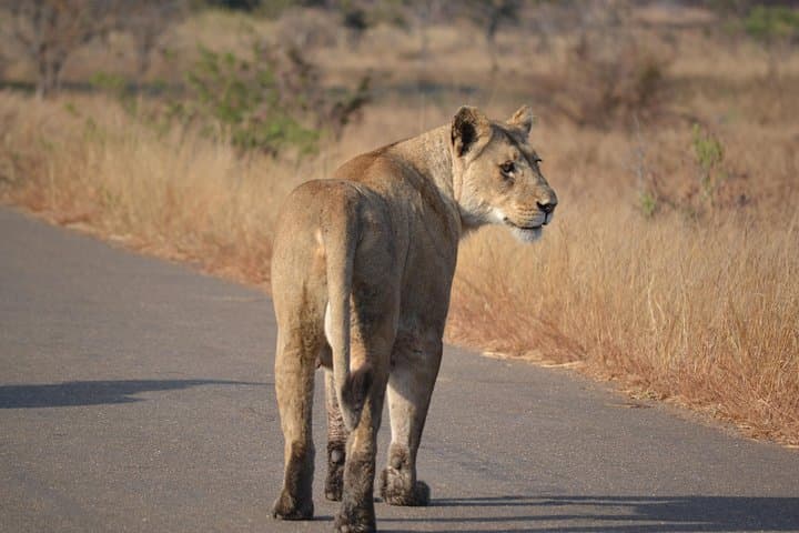 4-Day Hluhluwe-Imfolozi & St Lucia Safari from Durban: Big Five, Hippos & Cape Vidal