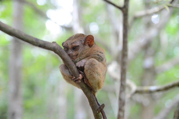 Bohol Countryside Tour: Chocolate Hills, Loboc River Cruise & Tarsier Encounter photo 2