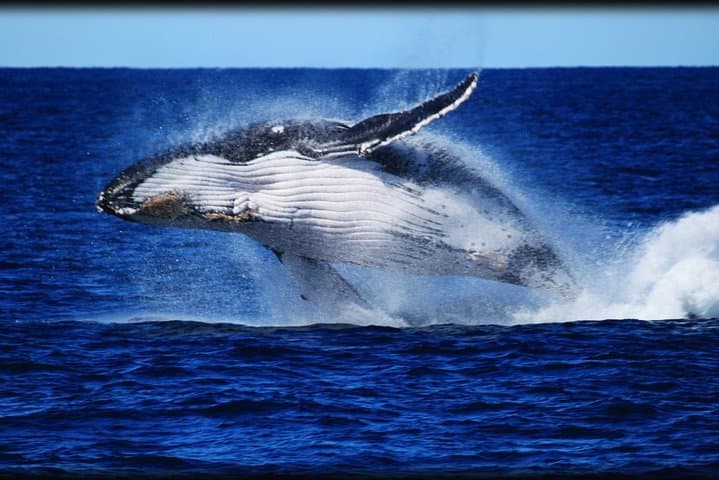 Brisbane Whale Watching Cruise from Redcliffe & Sunshine Coast — Guaranteed Humpback Sightings photo 2
