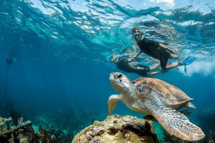 Akumal Turtle & Cenote Private Tour — Swim with Sea Turtles and Explore a Cenote