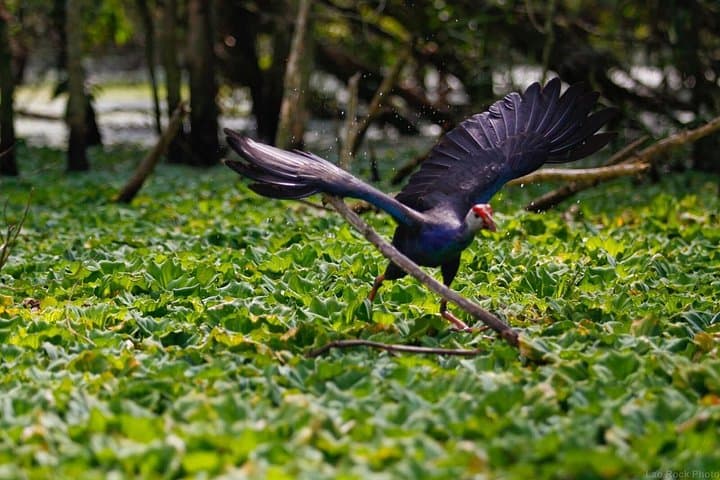 Hoi An to Bach Ma National Park: Full-Day Summit Hike, Waterfalls & Colonial Ruins photo 2