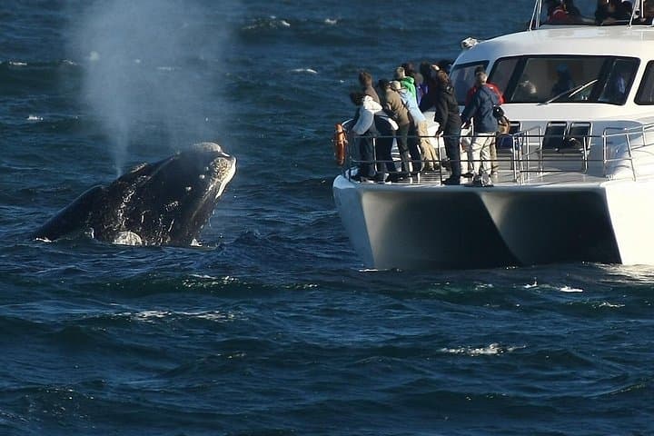 Hermanus Whale Watching and Hemel‑en‑Aarde Wine Tour from Cape Town photo 4