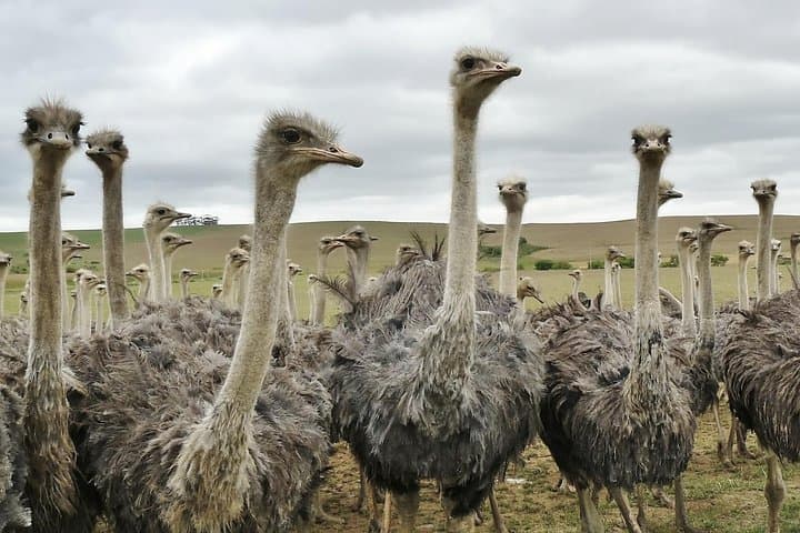 Garden Route Private Tour: 3-Day Knysna, Tsitsikamma & Oudtshoorn Adventure from Cape Town photo 2