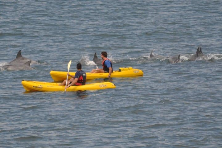 Sea Kayak and Cape Point Private Tour from Cape Town — Penguins, Lighthouse & Chapmans Peak
