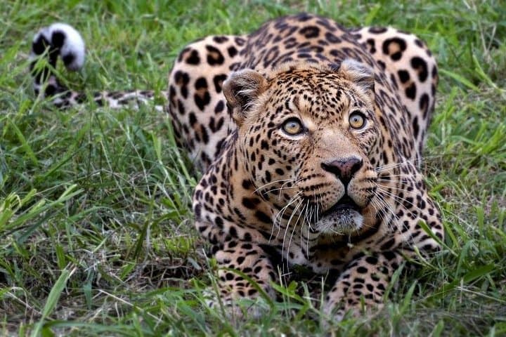 Private Big Five Safari at Aquila Game Reserve — Day Trip from Cape Town photo 2