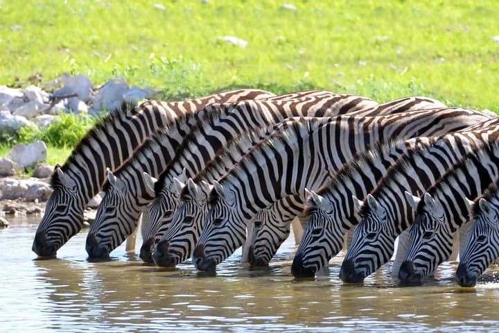 Sanbona Wildlife Reserve: 2-Night Luxury Safari with Private Transfers from Cape Town photo 1