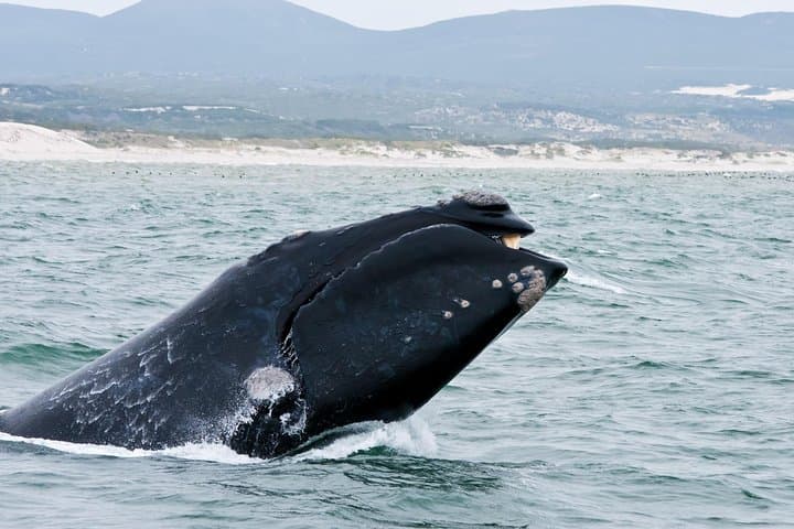 Hermanus Whale Watching & Penguins Tour from Cape Town photo 2