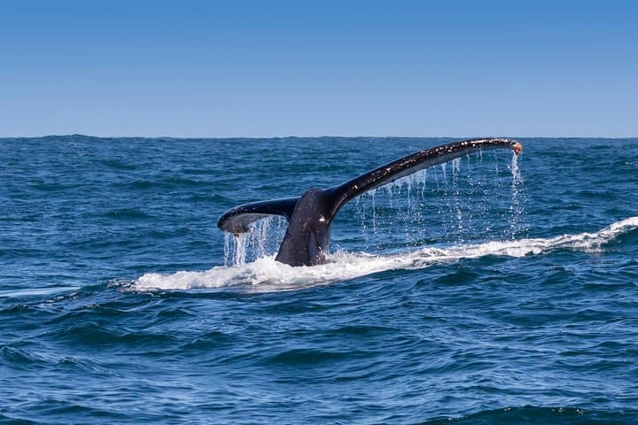 Hermanus Whale Watching & Penguins Tour from Cape Town photo 4