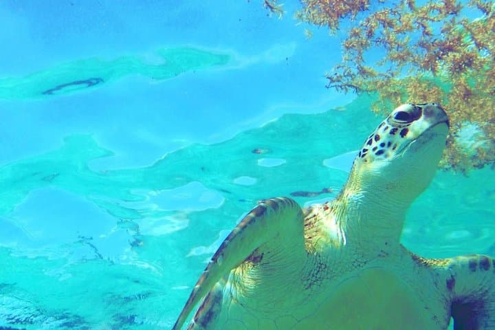 Tulum Snorkeling Adventure: Reef Bay & Saac Actun Cenote Tour photo 2