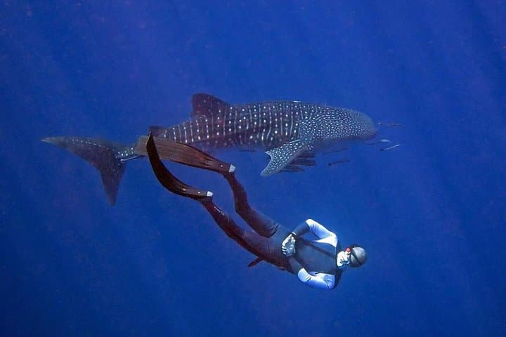 Koh Chang Freedive Trip: HTMS Chang Wreck & Koh Rang Coral Reefs photo 1