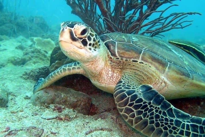 Advanced Freediver Course from Koh Chang — PADI 16–24m Freediving photo 2