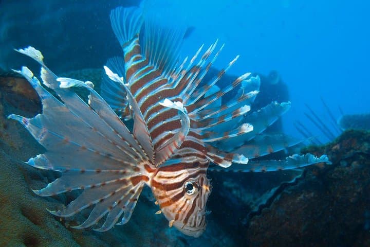 Koh Chang Snorkel Adventure: HTMS Chang Wreck & Koh Rang Day Trip photo 6