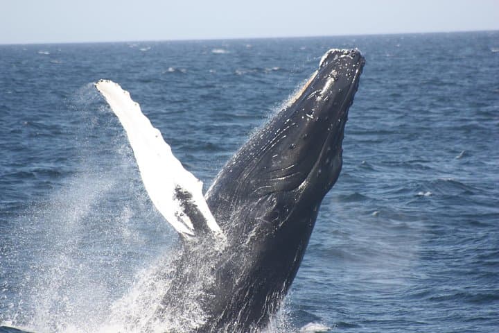 Private Whale Watching in the Pearl Islands aboard a 27ft Proline photo 2