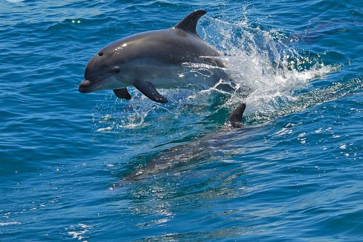 Sado Estuary Dolphin Safari from Lisbon: Half-Day Wild Dolphin Watching