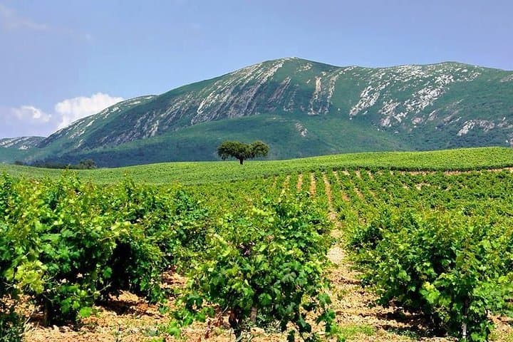 Arrabida Wine Tour from Lisbon: Private Full-Day Drive to Setúbal, Sesimbra & Bacalhoa photo 1
