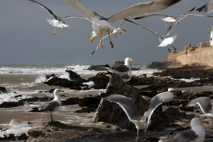 Essaouira Day Trip from Marrakech: Private Wind City Tour & Argan Co‑op Visit photo 5