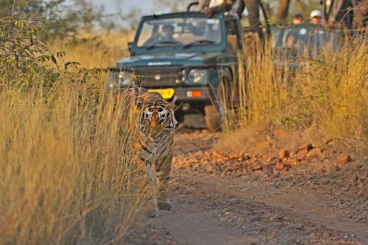 Golden Triangle with Ranthambore: 9-Day Taj Mahal, Jaipur & Ranthambore Tiger Safari photo 1