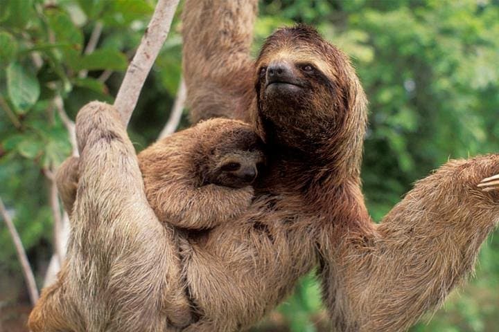 Manuel Antonio National Park Private Day Tour from Jacó — Beaches, Monkeys & Guided Trails