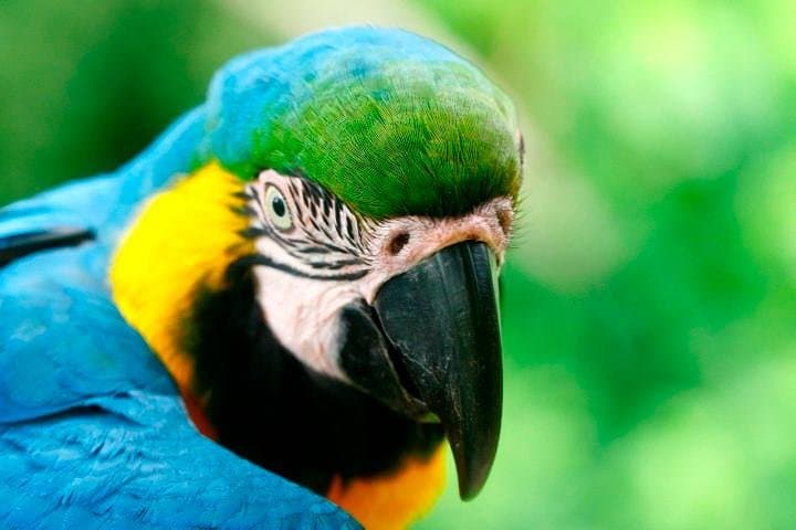 4-Day Tambopata Jungle Lodge Adventure: Lake Sandoval & Canopy Platforms