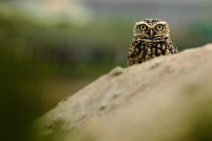 Pantanos de Villa Wildlife Refuge: Miraflores Birdwatching Tour in Lima photo 2