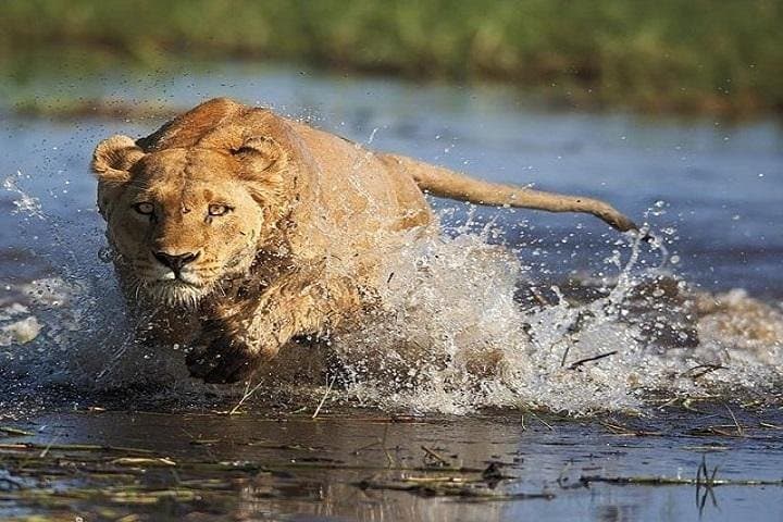 Victoria Falls to Okavango Delta: 8-Day Safari Through Chobe and Elephant Sands photo 2