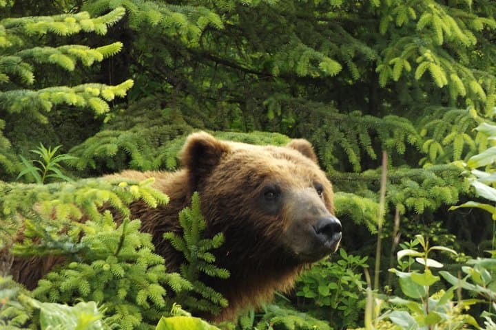 Where Bears Outnumber People