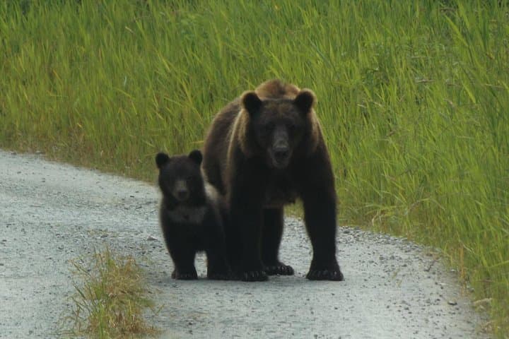 Chichagof Island Brown Bear Search — Hoonah Wildlife Tour photo 2