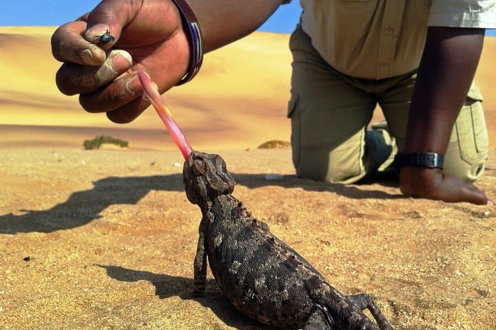 Living Dunes Experience from Swakopmund — Coastal Namib Desert Wildlife Walk
