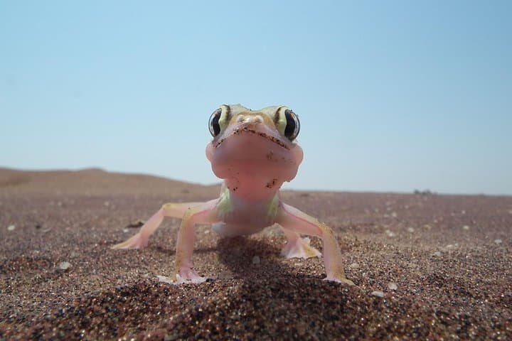 Living Dunes Experience from Swakopmund — Coastal Namib Desert Wildlife Walk photo 2