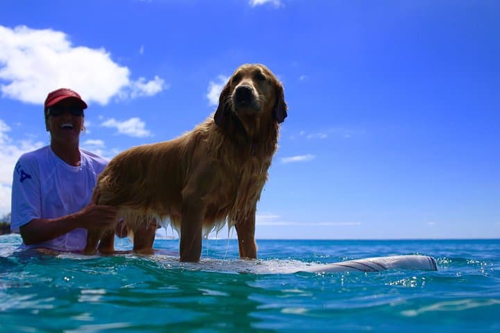 Beginner Surf Lessons on Oahu's North Shore with Lifeguard-Led Turtle Tours