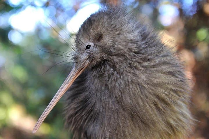 Rotorua and Waitomo Day Trip from Auckland: Geysers, Māori Culture & Glowworm Caves photo 2