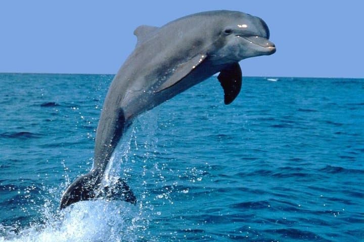 Open-Sea Dolphin Swim and Southwest Mauritius Day Tour with Lunch photo 1