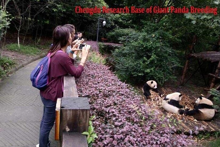Morning Visit to Chengdu Panda Base: Half-Day Private Tour to See Giant Pandas photo 2