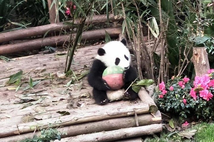 Chengdu in One Day: Panda Base & Leshan Giant Buddha Private Tour photo 2