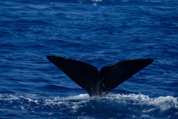Waitukubuli Whale and Dolphin Watch in Dominica — Catamaran & Small-Boat Tours photo 5