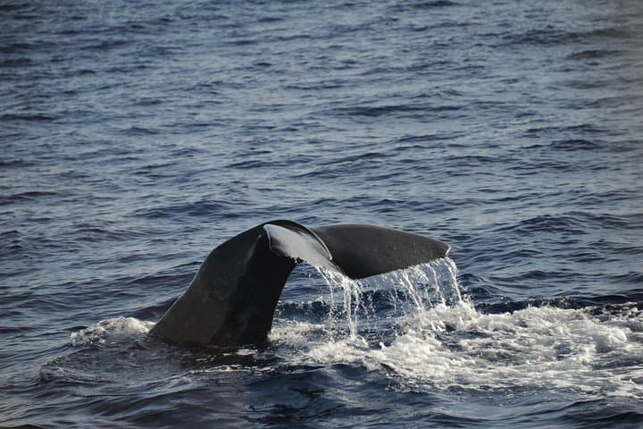 Waitukubuli Whale and Dolphin Watch in Dominica — Catamaran & Small-Boat Tours photo 3