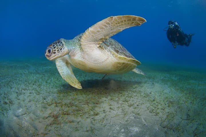 SSI Open Water Diver Course in Tenerife: 3-Day Scuba Certification in Golf del Sur photo 2