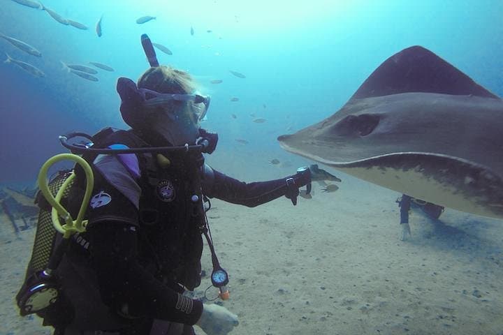 SSI Fish Identification Course in Tenerife — Identify Reef Fish on Two Dives