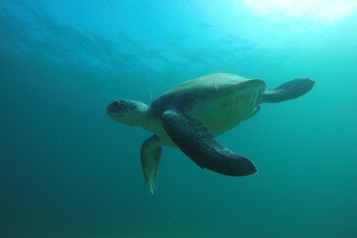 Discover Scuba Diving in Tenerife: Two Ocean Dives with Transfers photo 2