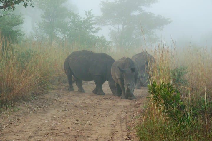 Kruger Morning Game Drive from Hazyview — Sunrise Big Five Safari