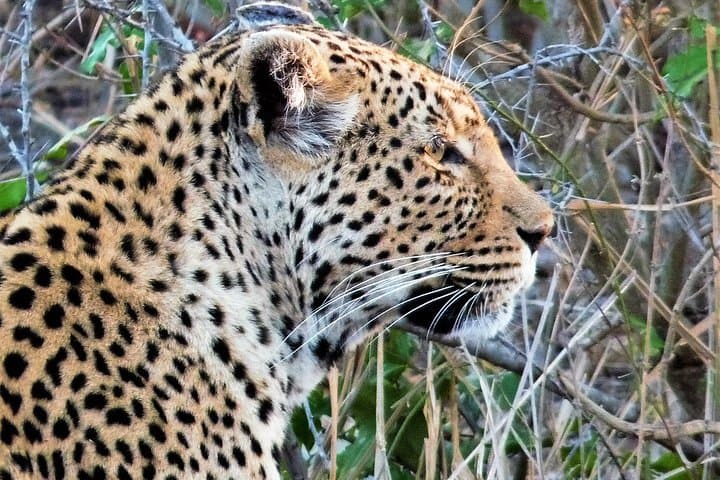 Kruger Morning Game Drive from Hazyview — Sunrise Big Five Safari photo 2