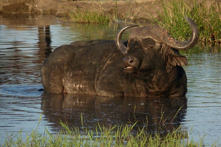 Kruger National Park Full-Day Safari from Hazyview — Big Five Wildlife Drive photo 3